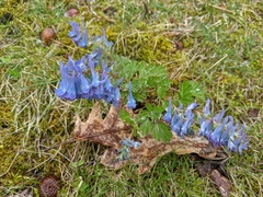 Corydalis turtschaninovii
