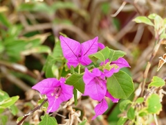 Bougainvillea