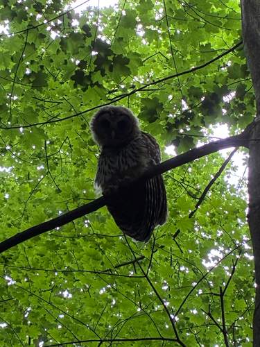 Barred Owl