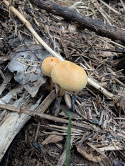 Sulphur Tuft