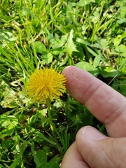 Taraxacum