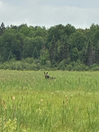 Moose