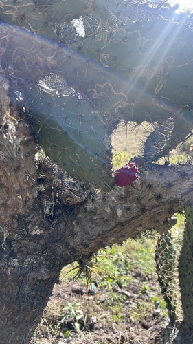 Opuntia soederstromiana