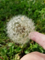 Taraxacum