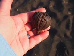 Pelliciera rhizophorae