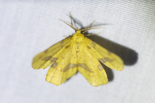 Crocus Geometer Moths