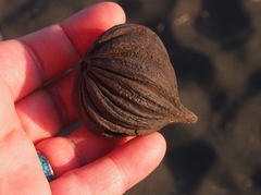 Pelliciera rhizophorae