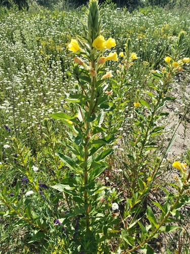 Red-stalked evening primrose
