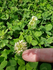 Trifolium repens