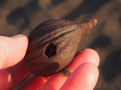 Pelliciera rhizophorae