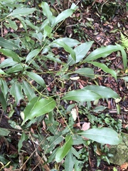 Beilschmiedia erythrophloia