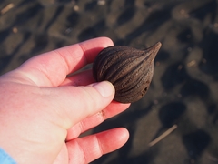 Pelliciera rhizophorae