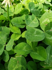 Trifolium repens