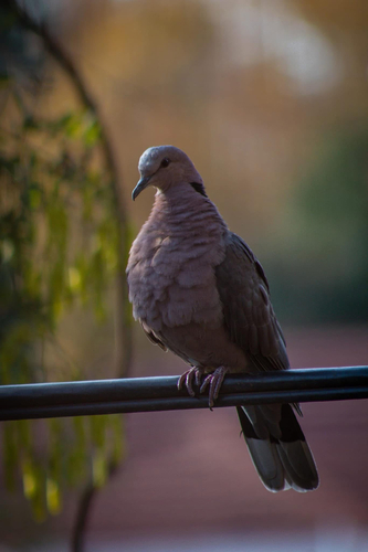 Red-eyed Dove