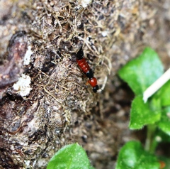 Paederus schoenherri