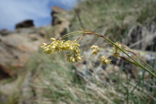 Luzula lutea, photograph 3