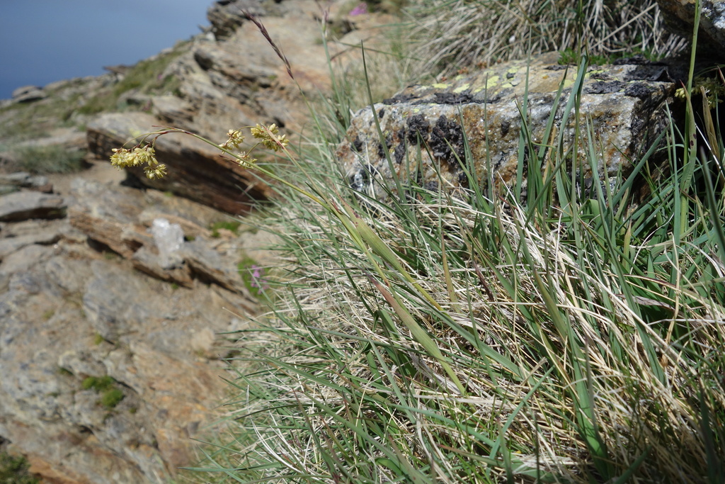 Luzula lutea; photograph (c) Clément Maouche, some rights reserved (CC BY)