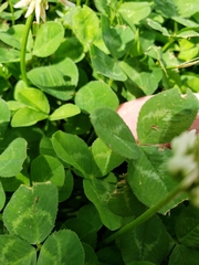 Trifolium repens