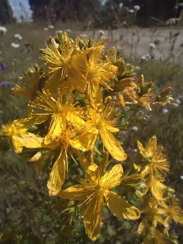 Common St. John's Wort
