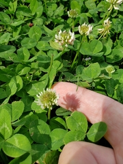 Trifolium repens