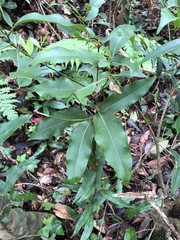 Beilschmiedia erythrophloia