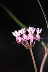 Asclepias angustifolia