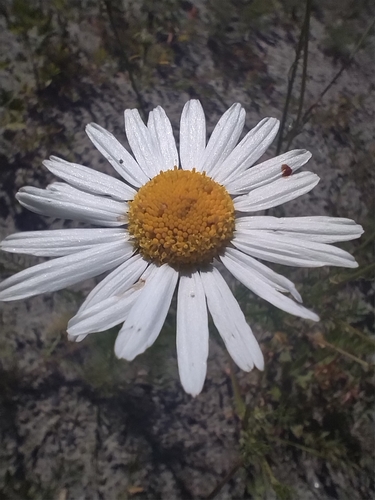scentless mayweed