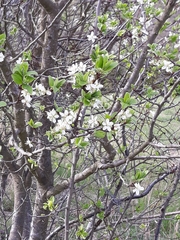 Prunus