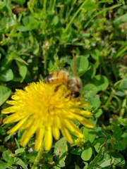 Apis mellifera