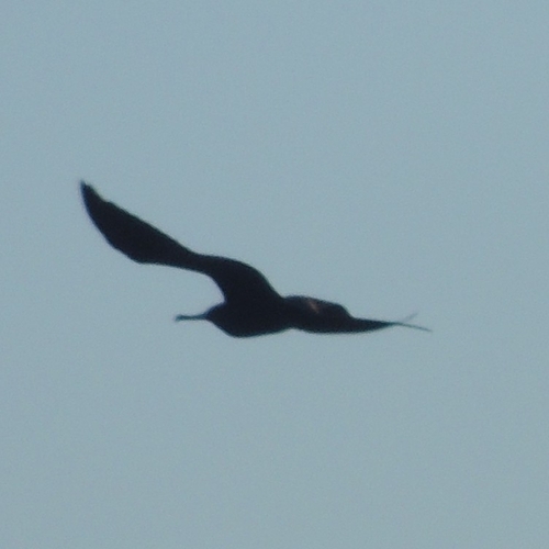 Magnificent Frigatebird