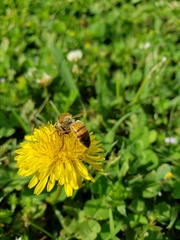 Apis mellifera