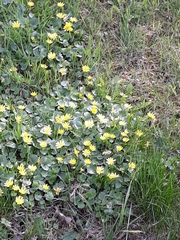 Ficaria verna