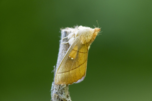 White-dotted Prominent