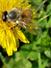 Apis mellifera