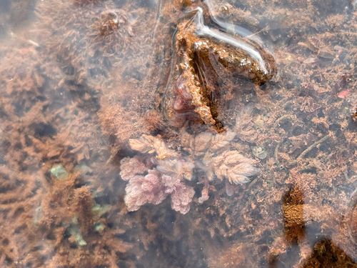 Asparagopsis taxiformis observed 2026-06-04