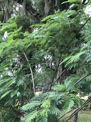 Albizia julibrissin julibrissin