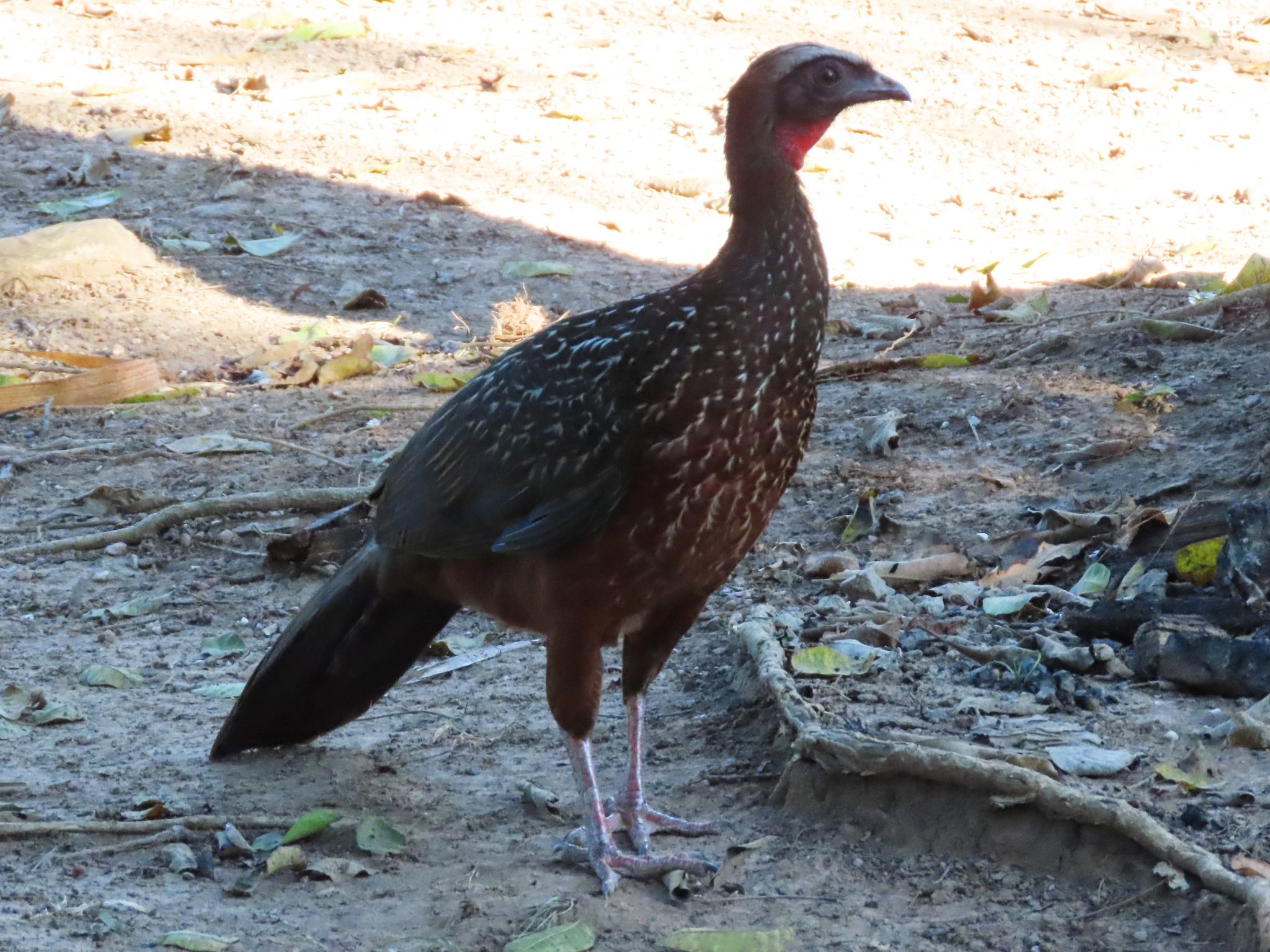 Chestnut-bellied Guan (Penelope ochrogaster), photo 2