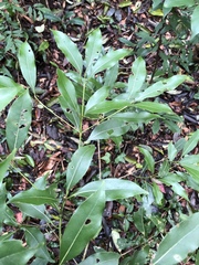 Beilschmiedia erythrophloia