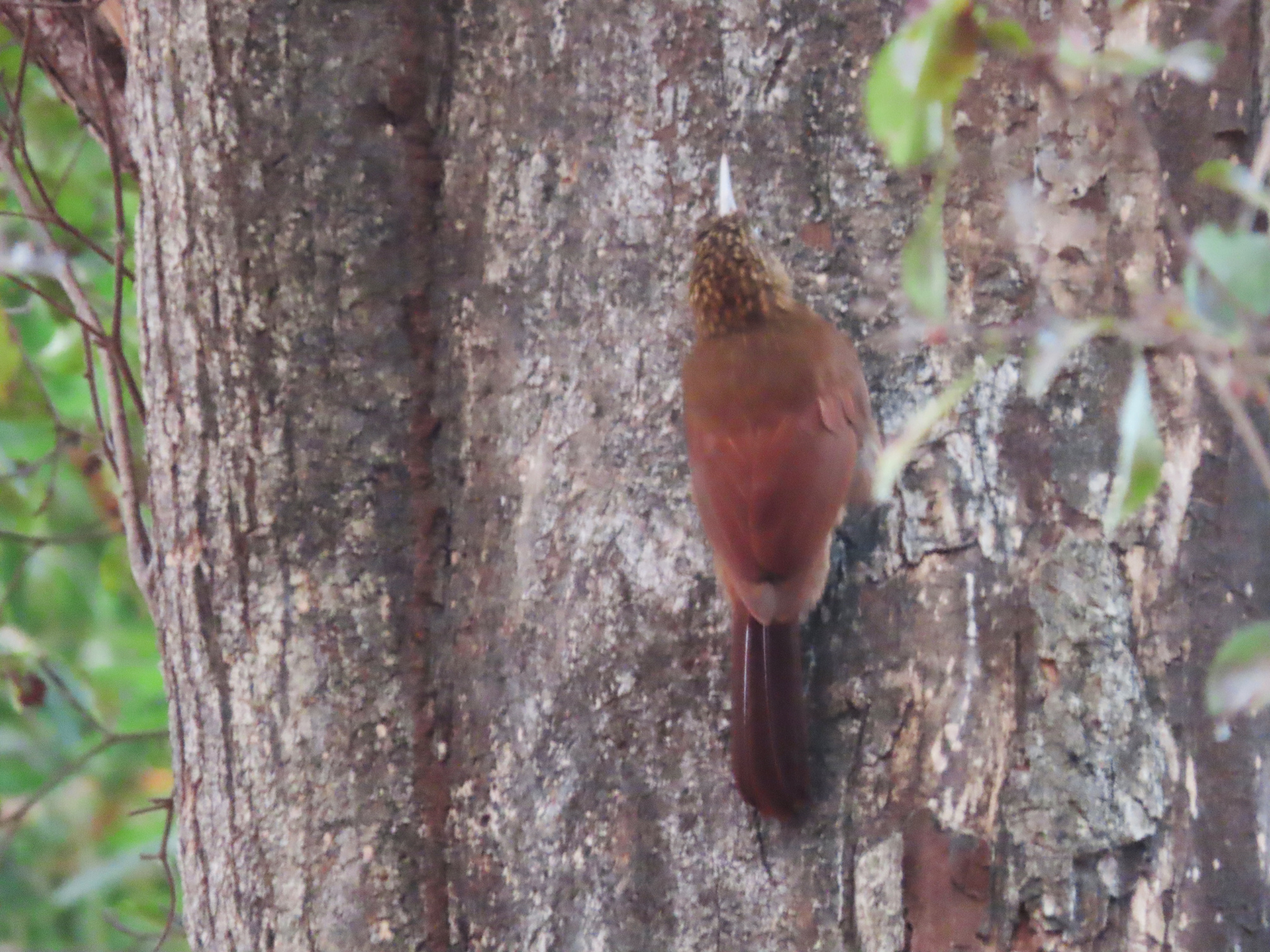 Buff-throated Woodcreeper (Xiphorhynchus guttatus), photo 2