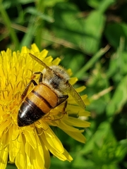 Apis mellifera