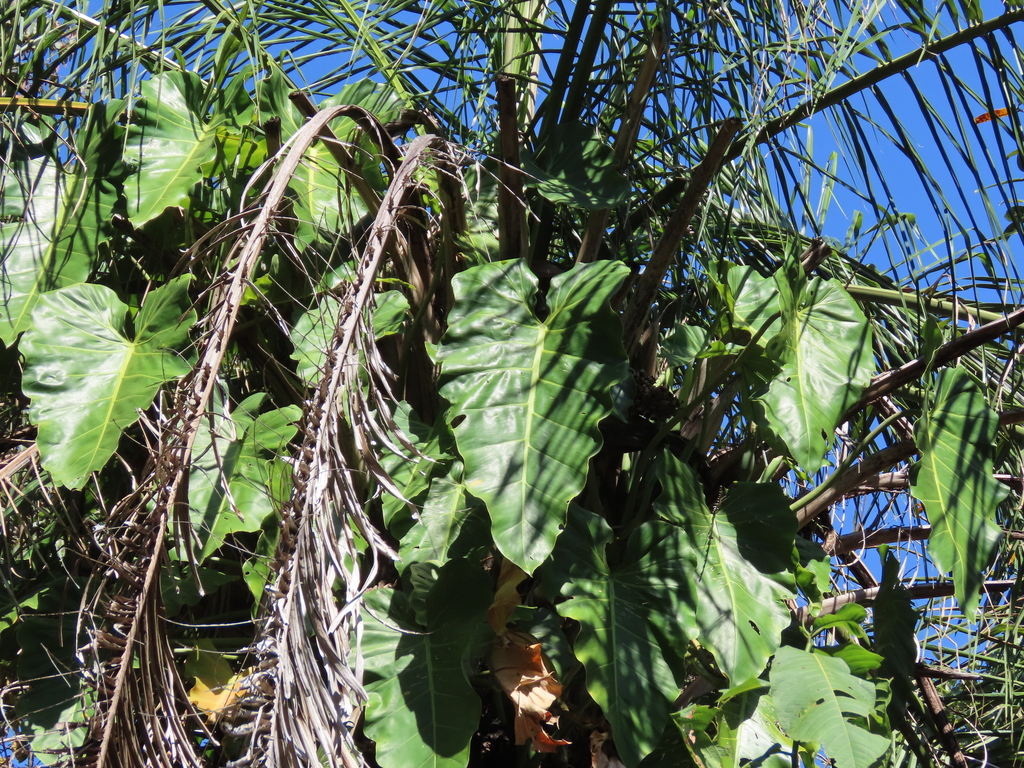 Philodendron maximum; photograph (c) Nicolas Olejnik, some rights reserved (CC BY)