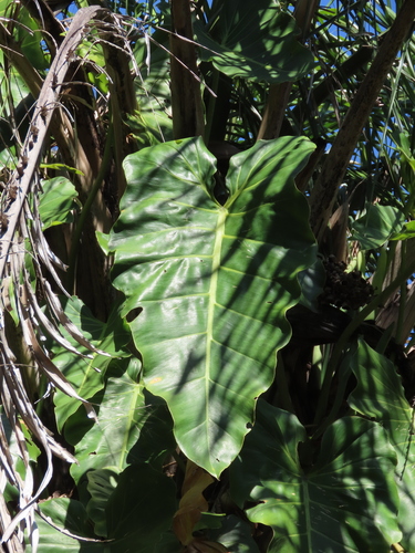 Philodendron maximum, photograph 5
