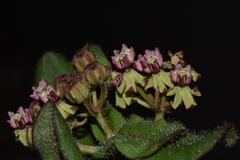 Asclepias jaliscana