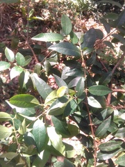 Plinia cauliflora