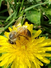 Apis mellifera
