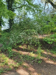 Chamaecytisus prolifer