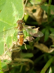 Toxomerus marginatus