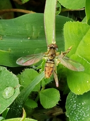 Toxomerus marginatus