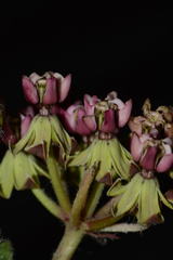 Asclepias jaliscana