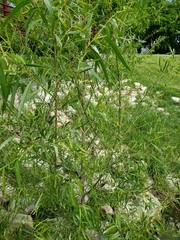Salix nigra